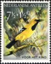 Yellow Oriole (Icterus nigrogularis)